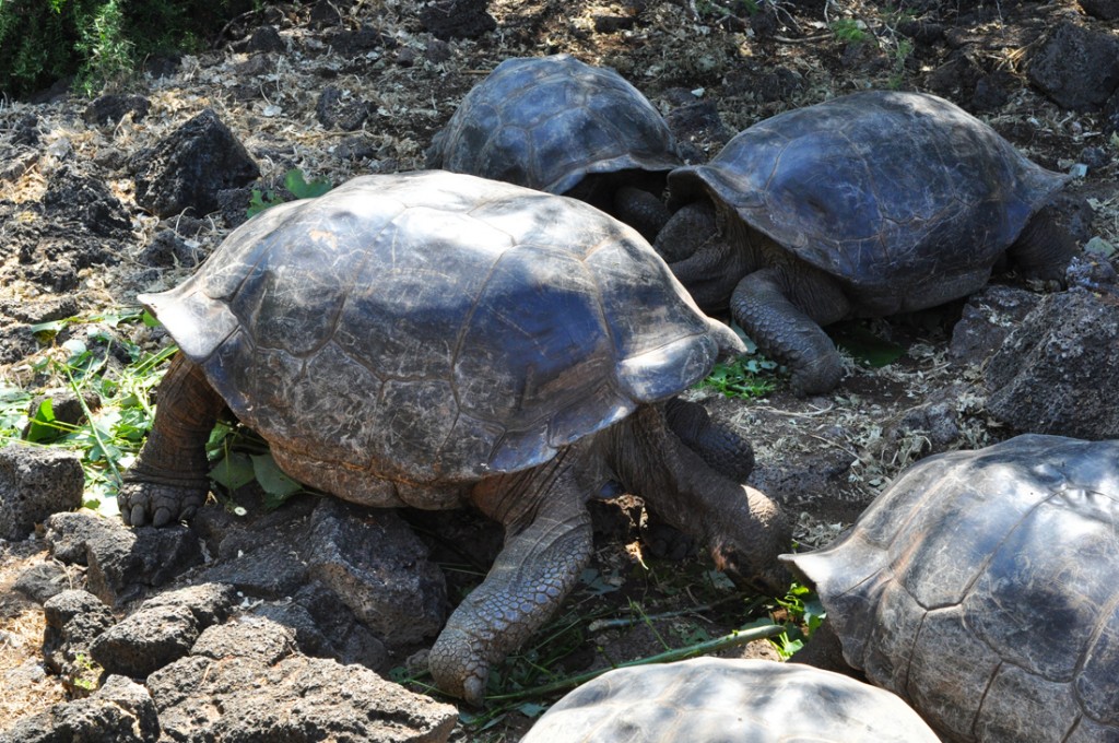 [世界遺産]ガラパゴス諸島…感動!! ゾウガメの楽園、サンタ・クルス島 – 旅するパティシエ, 旅する本屋